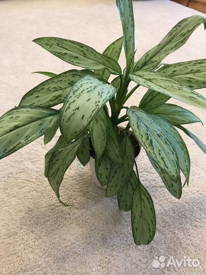 Аглаонема Сильвер Квин