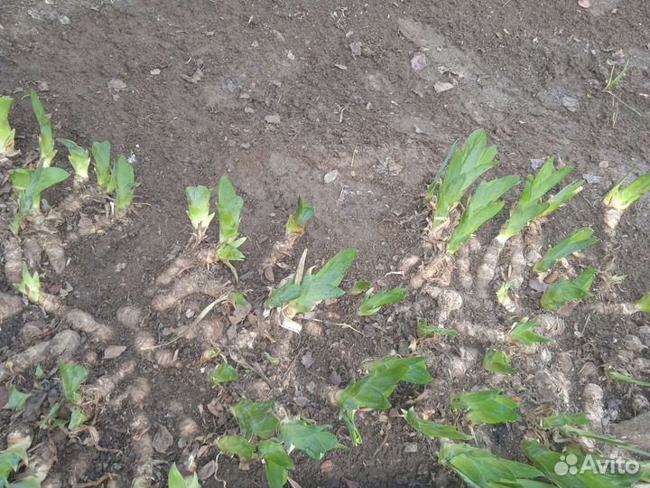 Цветы ирисы