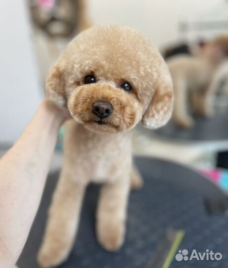 Груминг/стрижка собак/экспресс-линька