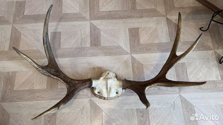 Рога лося Ленинградского