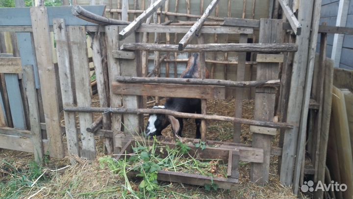 Козы дойные. Выпоинные. Козел племиной