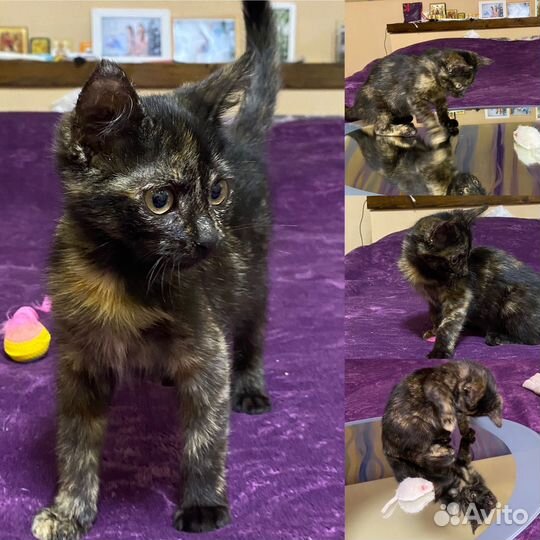 Котята из Соледара