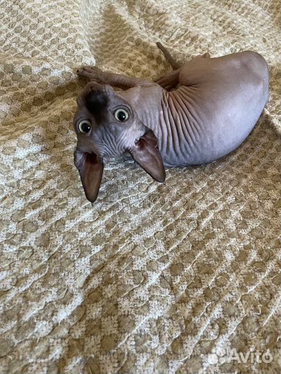 Канадский сфинкс