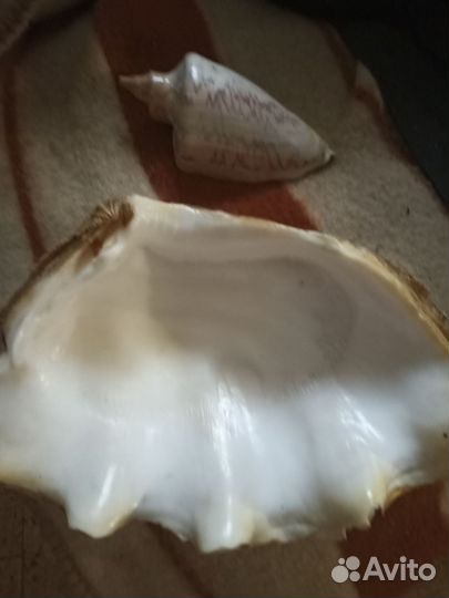 Морские ракушки
