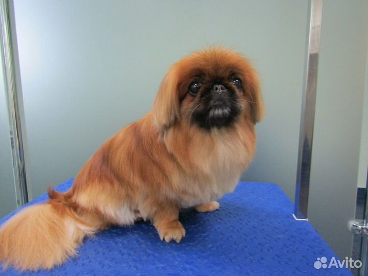 Стрижка собак и кошек курсы домашнего груминга