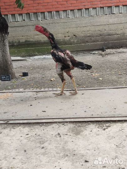 Бойцовые птицы