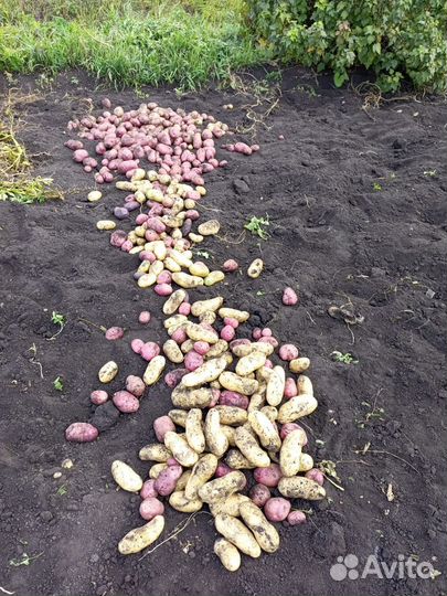 Продажа картофеля