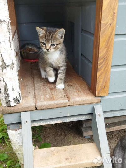 Кошка в дар