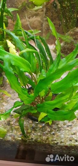 Криптокорина