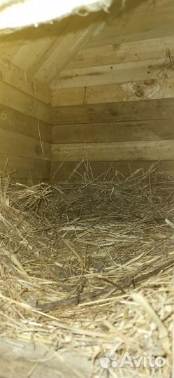 Будка для большой собаки