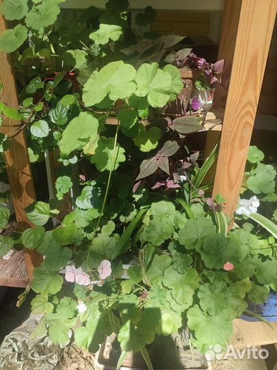 Пеларгония герань