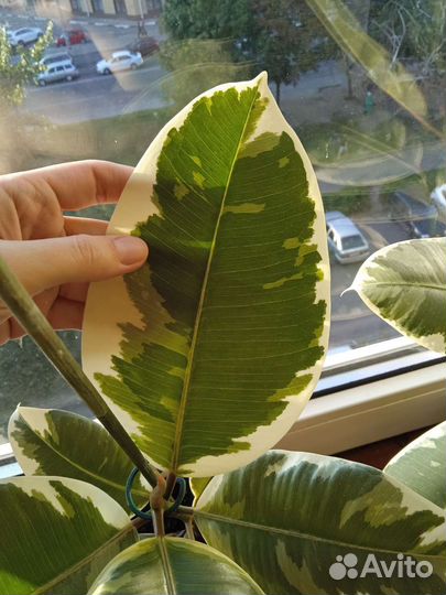 Фикус эластика тинеке