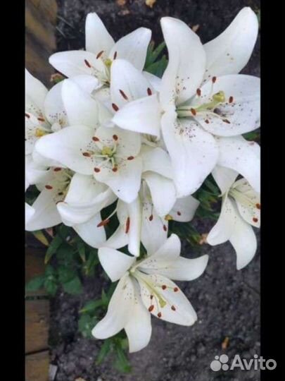 Многолетники