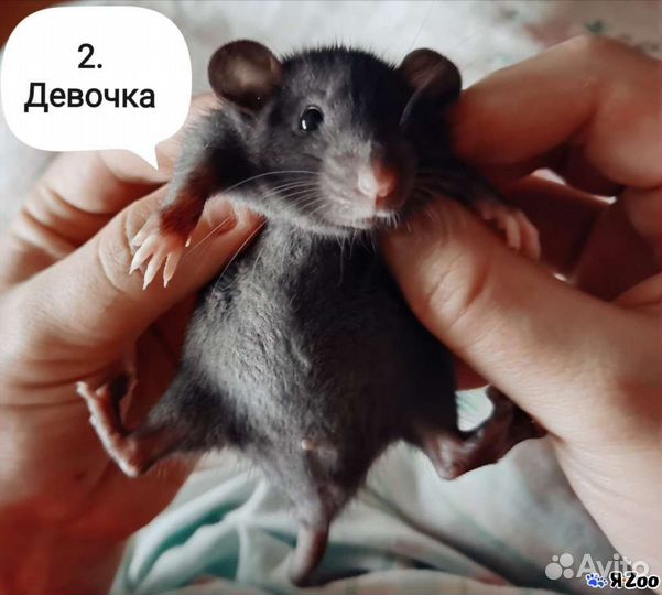 Крыски дамбо