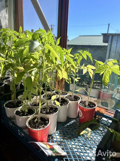 Продам помидоры