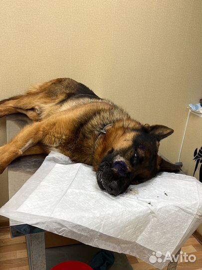 Ветеринарный врач