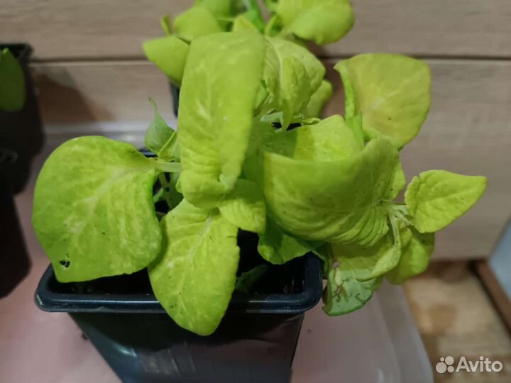 Колеус визард голден цветы для дома,сада