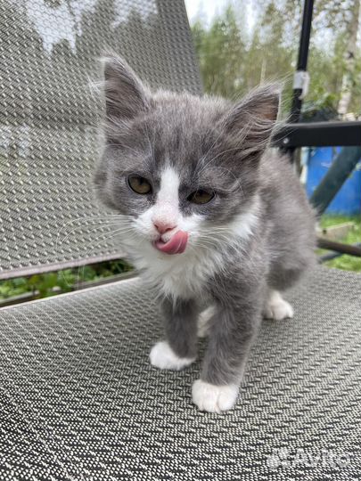 Отдам котят, серый мальчик, трехцветная девочка