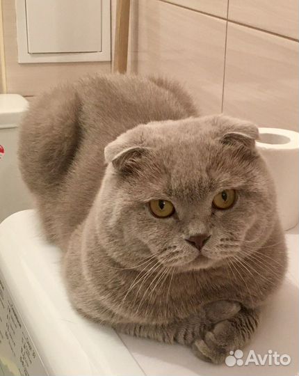 Кот - вязка