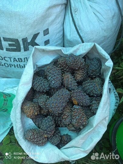 Кедровый орех продам