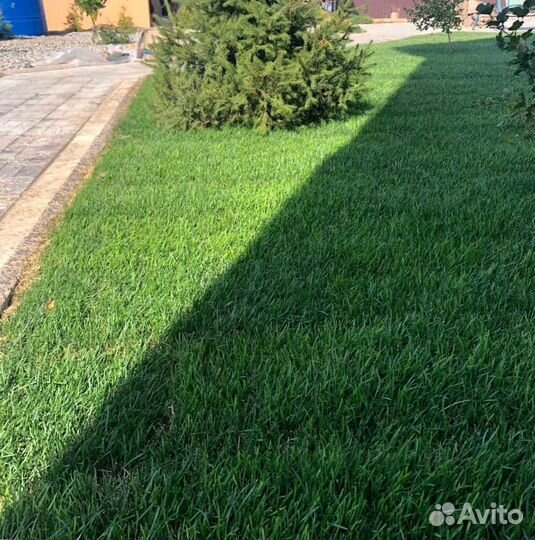 Газон. Рулонный газон