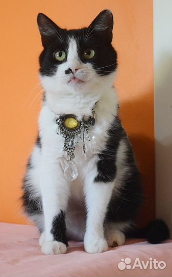 Нежная кошка