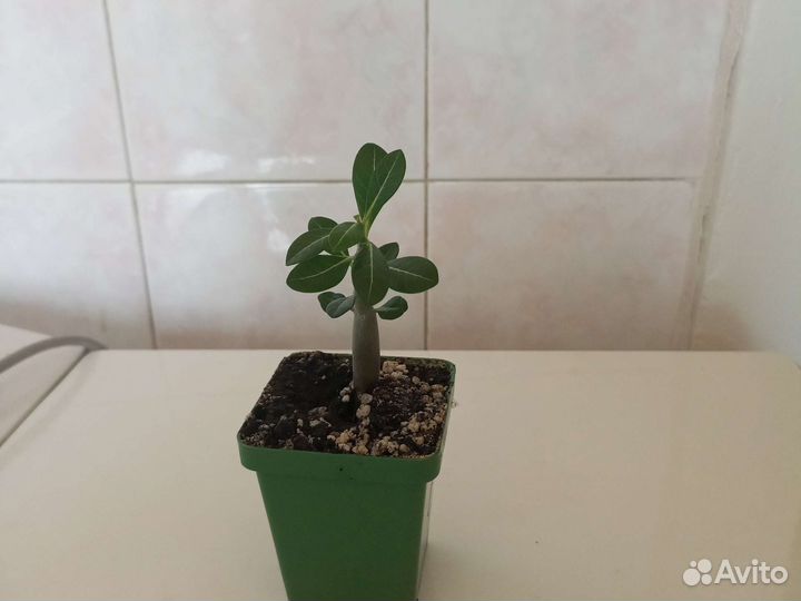 Адениум, Семена адениума микс махровые