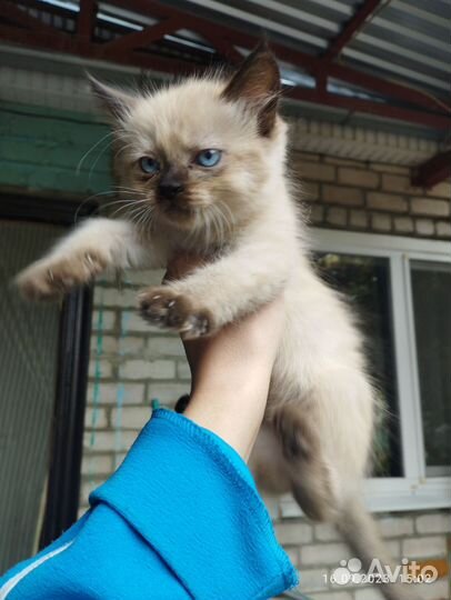 Кошка в дар бесплатно