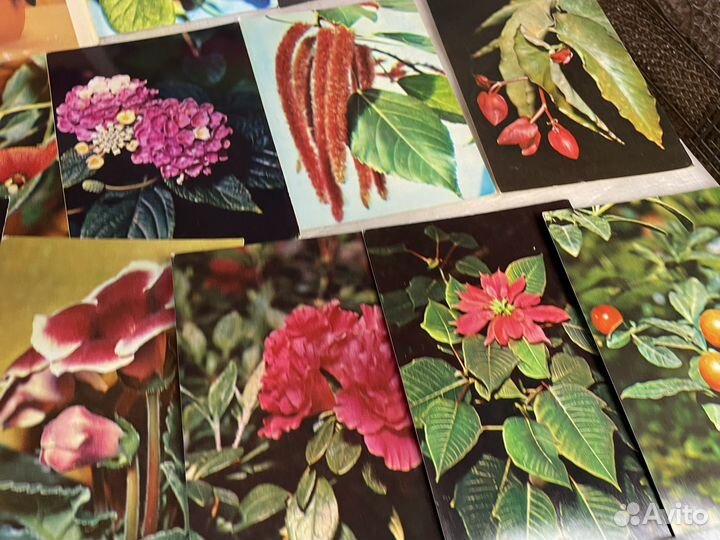 Карточки комнатные растения 1983 год СССР