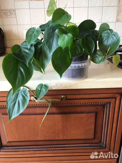 Филодендрон