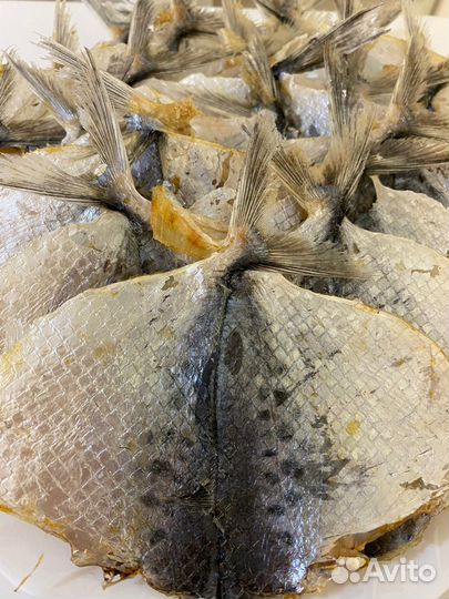 Императорский полосатик 1000 гр