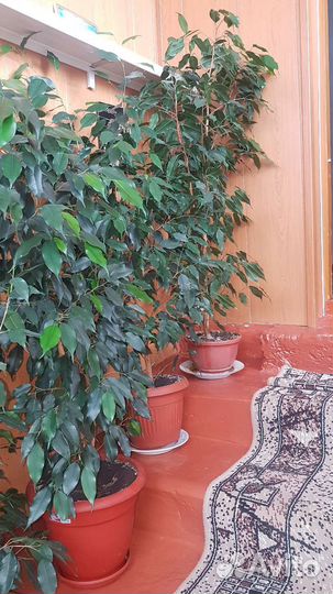 Фикус бенджамина