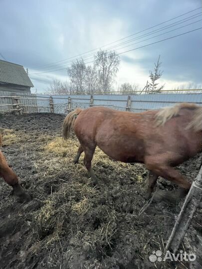 Продажа лошадей