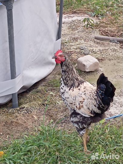 Молодые петухи