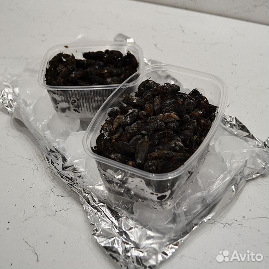 Сверчки двупятнистые