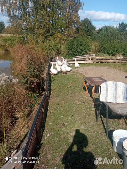 Гуси 6 шт порода Линда, возраст 2,5 мес