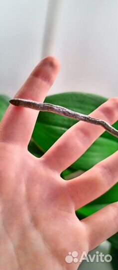 Орхидея фаленопсис бабочка