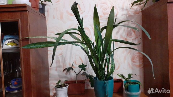 Сансевиерия щучий хвост