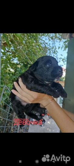 Собака, щенки