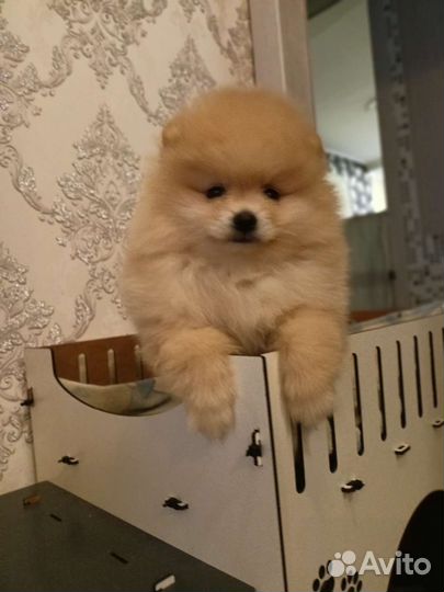 Померанский шпиц