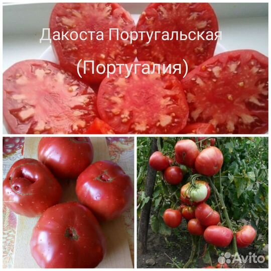 Семена помидор