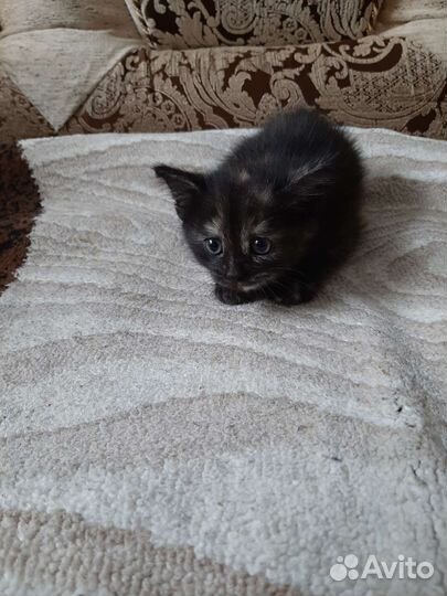 Кошка в дар бесплатно