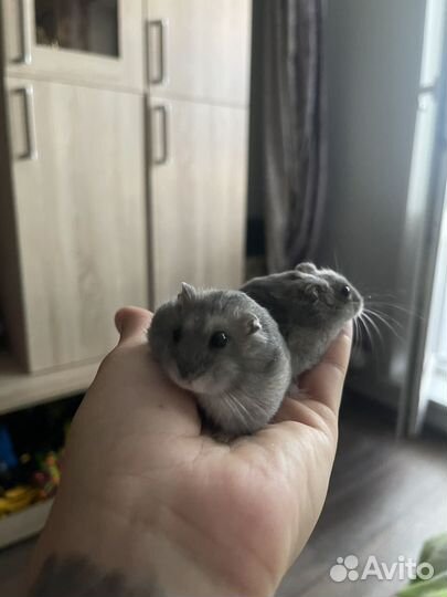 Джунгарский хомяк с клеткой