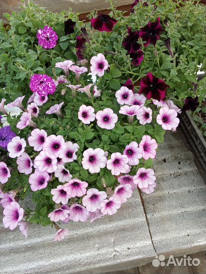 Петуния вегетативная
