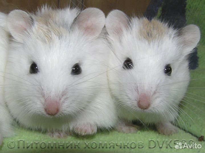 Беленький хомячок из питомника