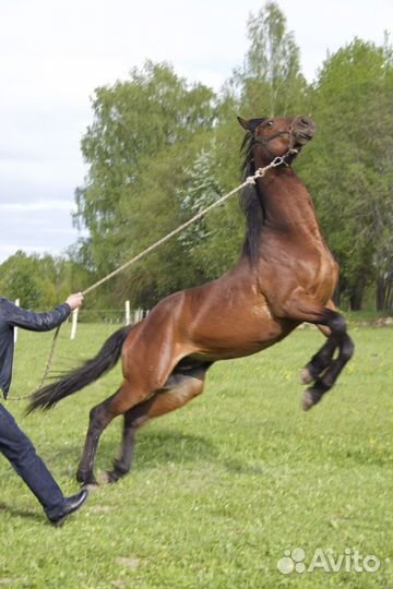 Жеребец 3 года