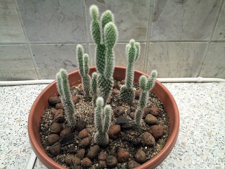 Кактус Опунция