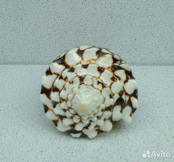 Конус Мармореус 10,30 морская ракушка раковина