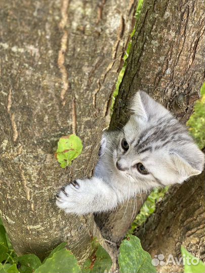 Шотландские котята