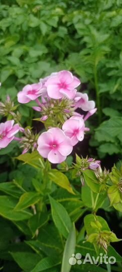 Наперстянка, флокс, колокольчик белый, вербейник